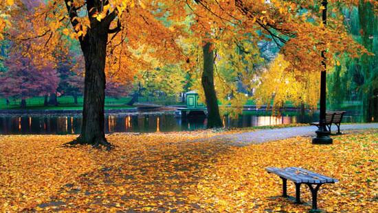 Scott Harrington Landscape and Tree Service