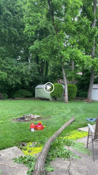 Ash Tree Service Pro