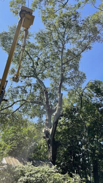 E-Z Out Tree Service
