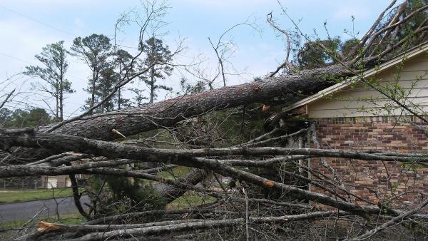 Action Tree Service