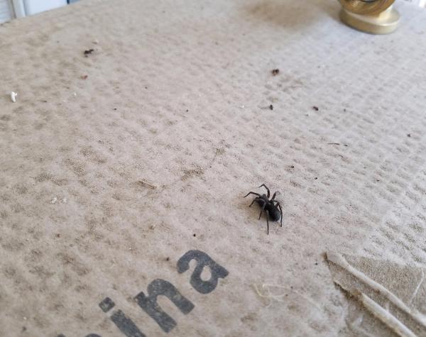Oasis Pest Control