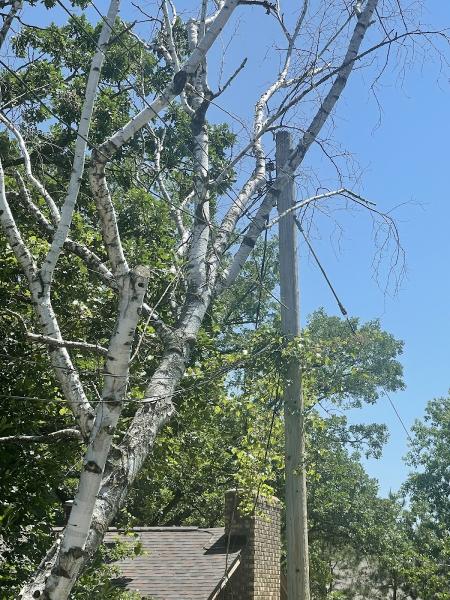 Above Ground Tree and Landscape LLC