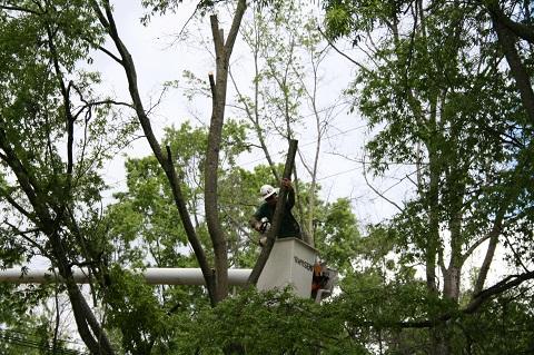 Moore's Tree Service and Stump Grinding
