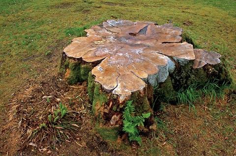 Moore's Tree Service and Stump Grinding