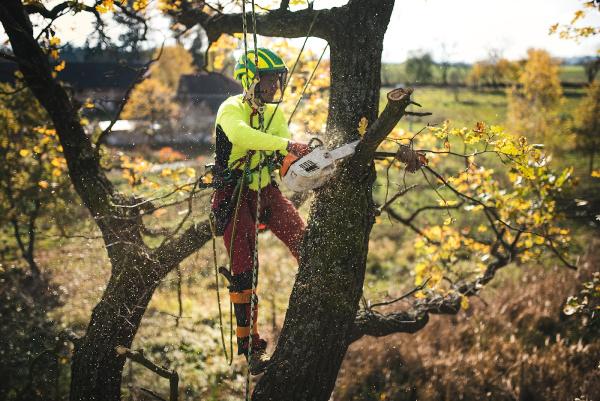 Above & Beyond Tree and Shrubbery Service