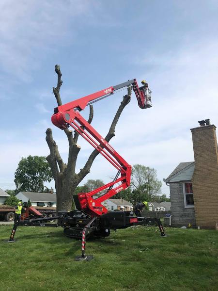 Above & Beyond Tree and Shrubbery Service