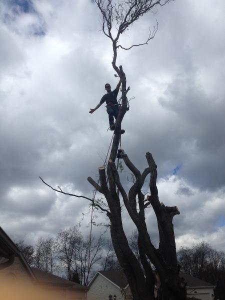 Above & Beyond Tree and Shrubbery Service