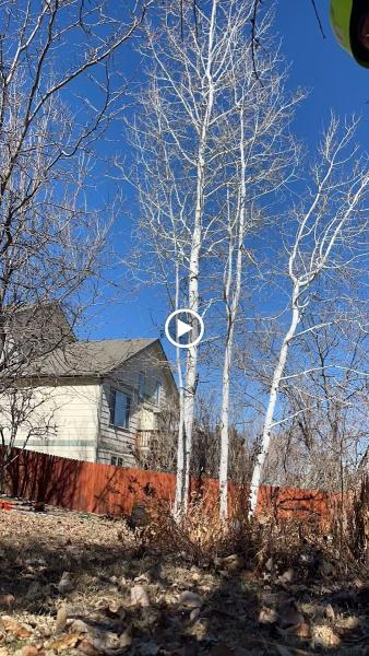 Oasis Tree and Landscaping Services