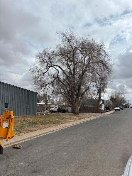 Oasis Tree and Landscaping Services