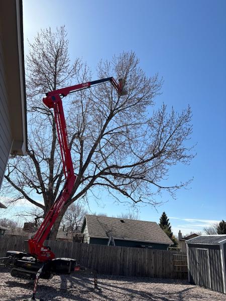 Oasis Tree and Landscaping Services