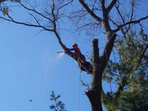 Kreft Tree Service