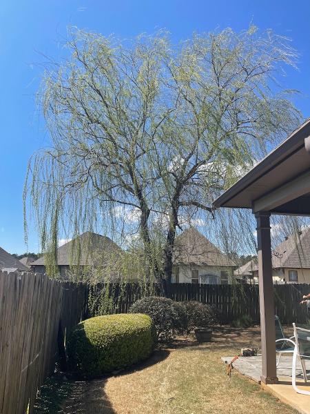 The Arborist