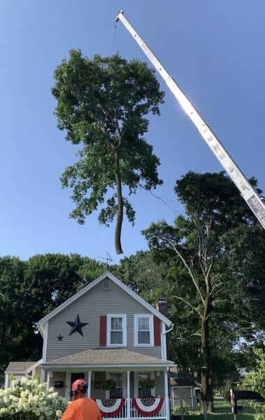 J Bonin Tree Services