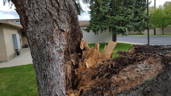 Wild Bill Tree Service