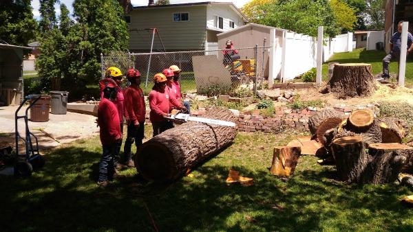 Wild Bill Tree Service