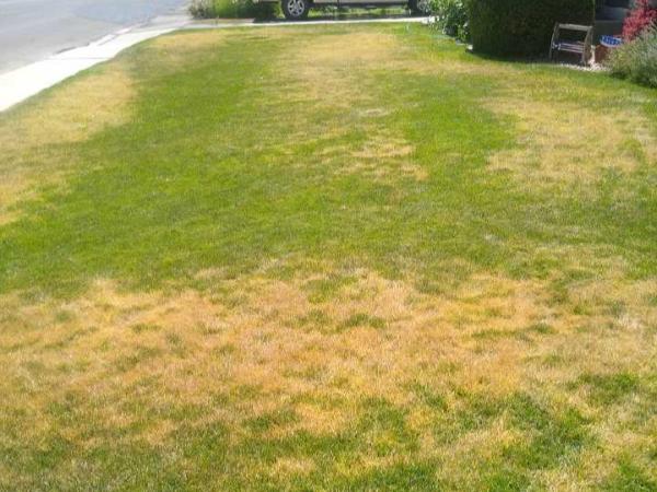 Stewart's Lawn Care and Pest Control