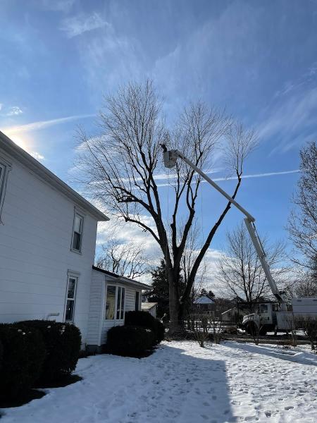 Advanced Tree Solutions