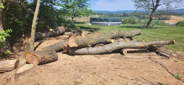 Advanced Tree Solutions