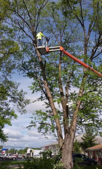 A & J Tree Removal