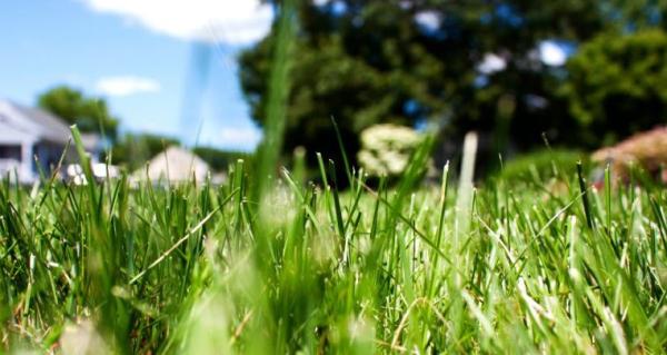Lawnmark Plus