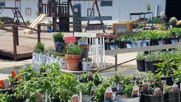 Bauman Nursery & Landscaping LLC