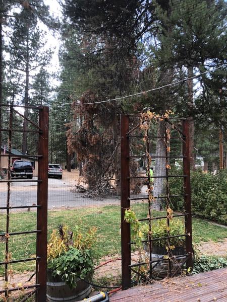 Codys Tree Service