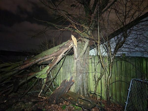 Low Rate Tree Service