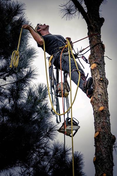 Tree Commando