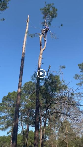 Tree Commando