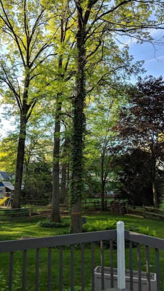 Big Swing Tree Service LLC