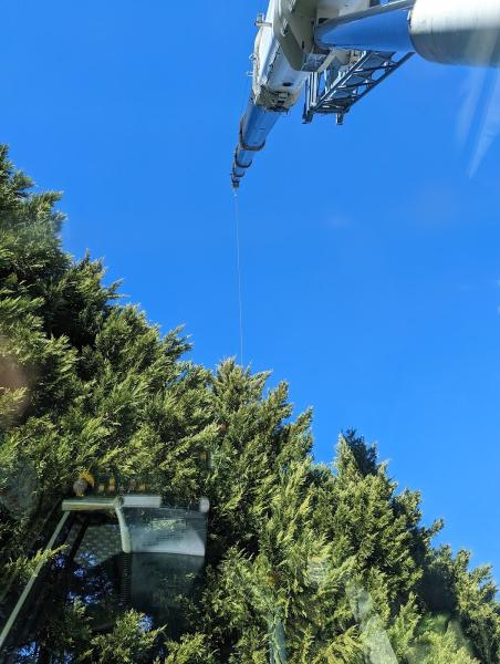 Cox's Tree Services
