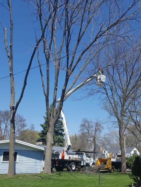 Shoreline Tree Removal
