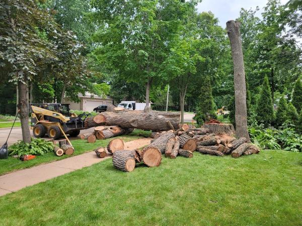 Shoreline Tree Removal