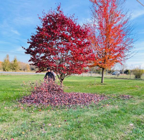 Al's Lawn Care