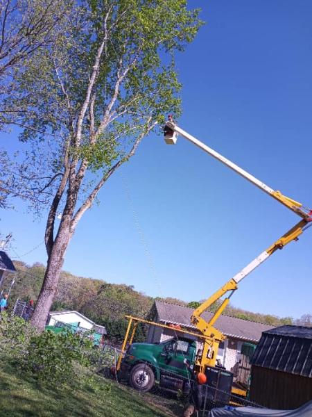Hesdy Tree Service