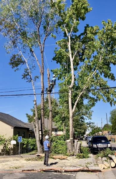 Aspect Tree Care