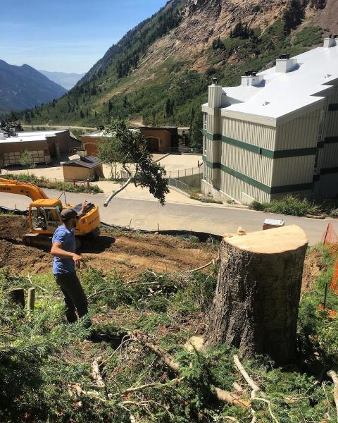 Aspect Tree Care
