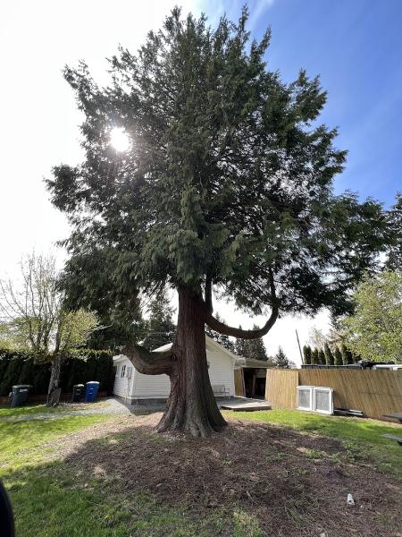 Felling Bros Tree Services LLC