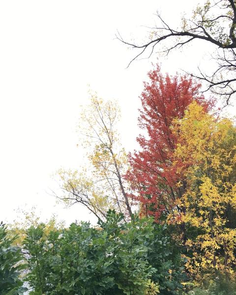 Morgan's Tree Service