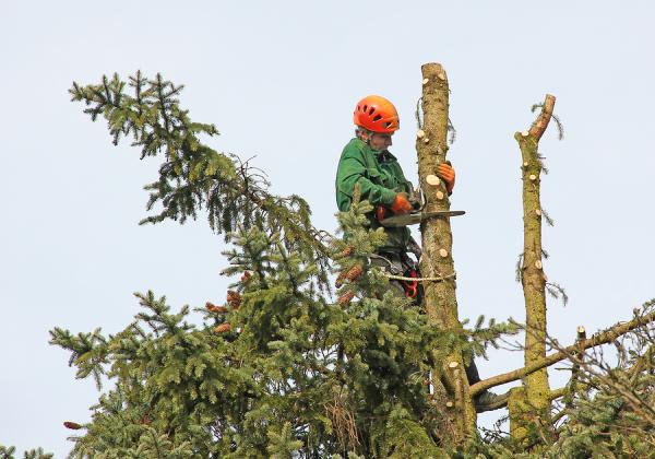 Morgan's Tree Service
