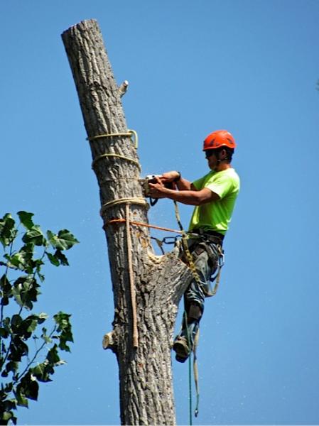 Sawtooth Tree Service