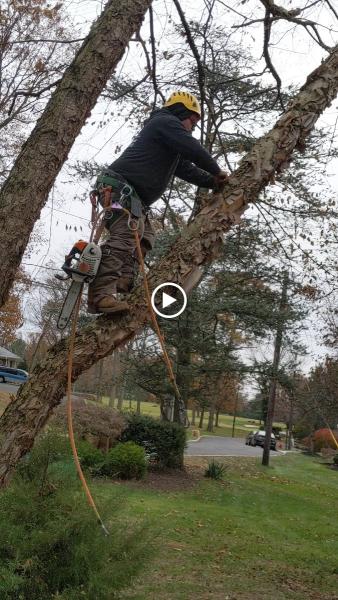 United Tree Service and Landscaping LLC
