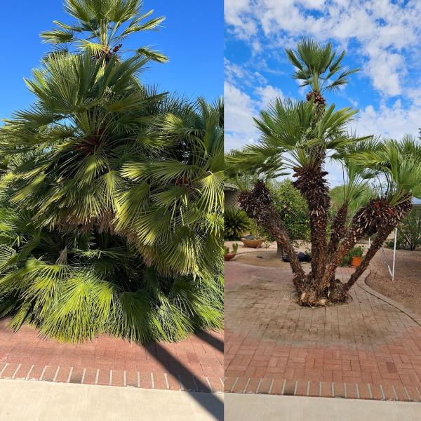 Renowned Landscaping