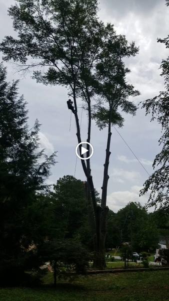 3-G Trees LLC
