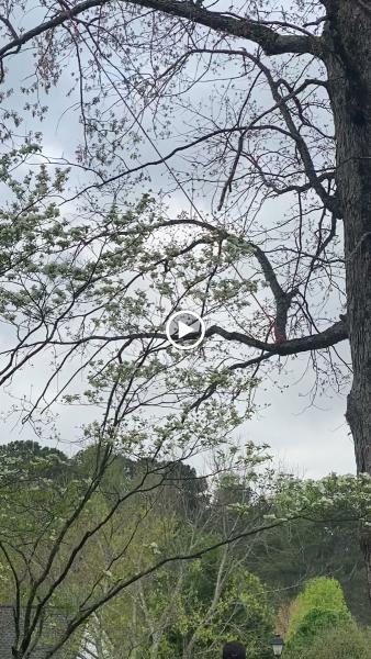 3-G Trees LLC