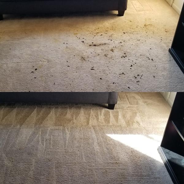 Five Star Carpet Service
