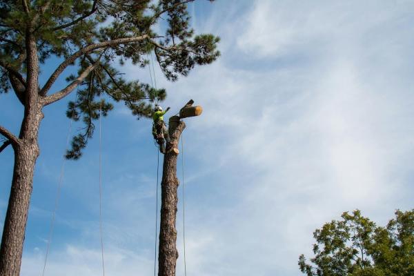 Canopy Tree Care