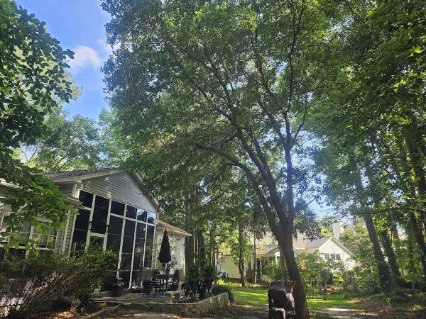Canopy Tree Care