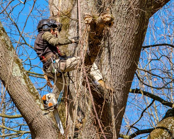 Freedom Tree Service