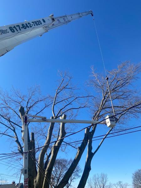 MM Tree Services Inc
